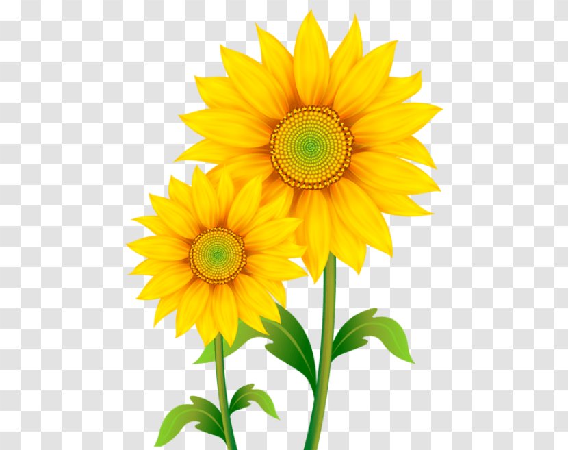 Clip Art Common Sunflower Image Openclipart - Daisy Family - Sketch Transparent PNG