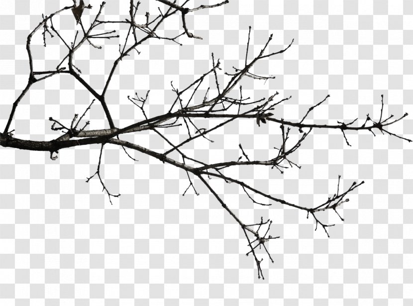 Twig Download Icon - Black And White - Yeah Tree In Winter Transparent PNG