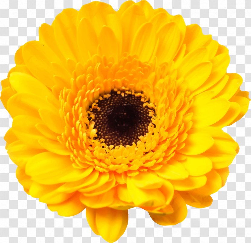Transvaal Daisy Common Sunflower Stock Photography Yellow - Flower - Red Packs Transparent PNG