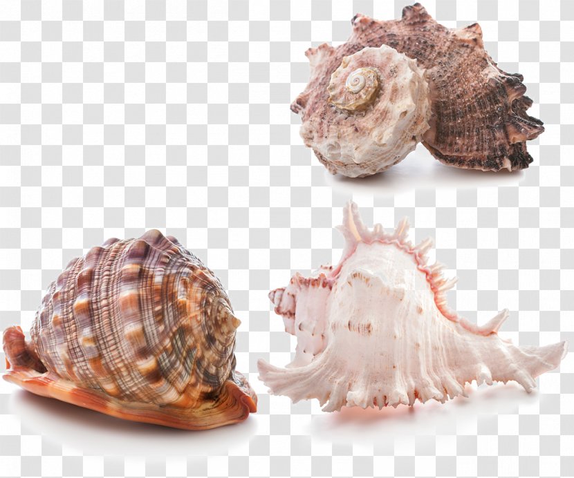 Seashell Stock Photography Stock.xchng - Scallop - Conch Creative Transparent PNG
