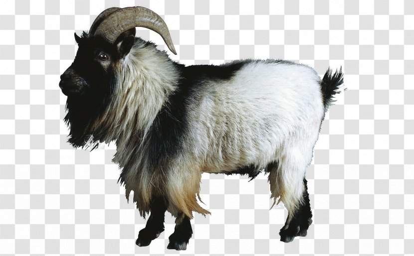 Sheep–goat Hybrid Cattle - Goat - Animal Transparent PNG
