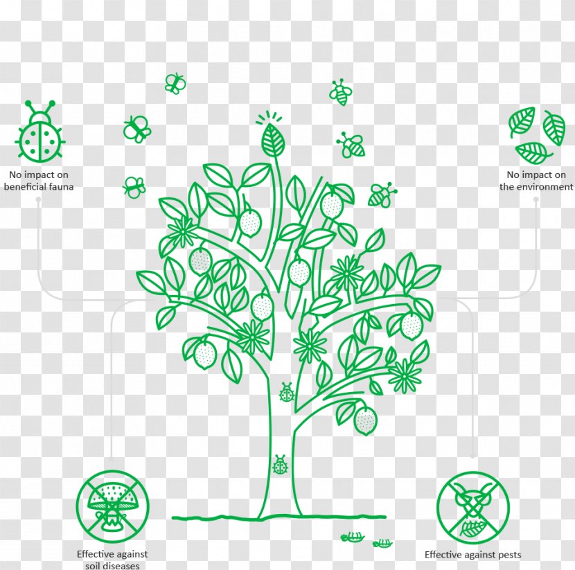 Leaf Plant Stem - Diagram Transparent PNG