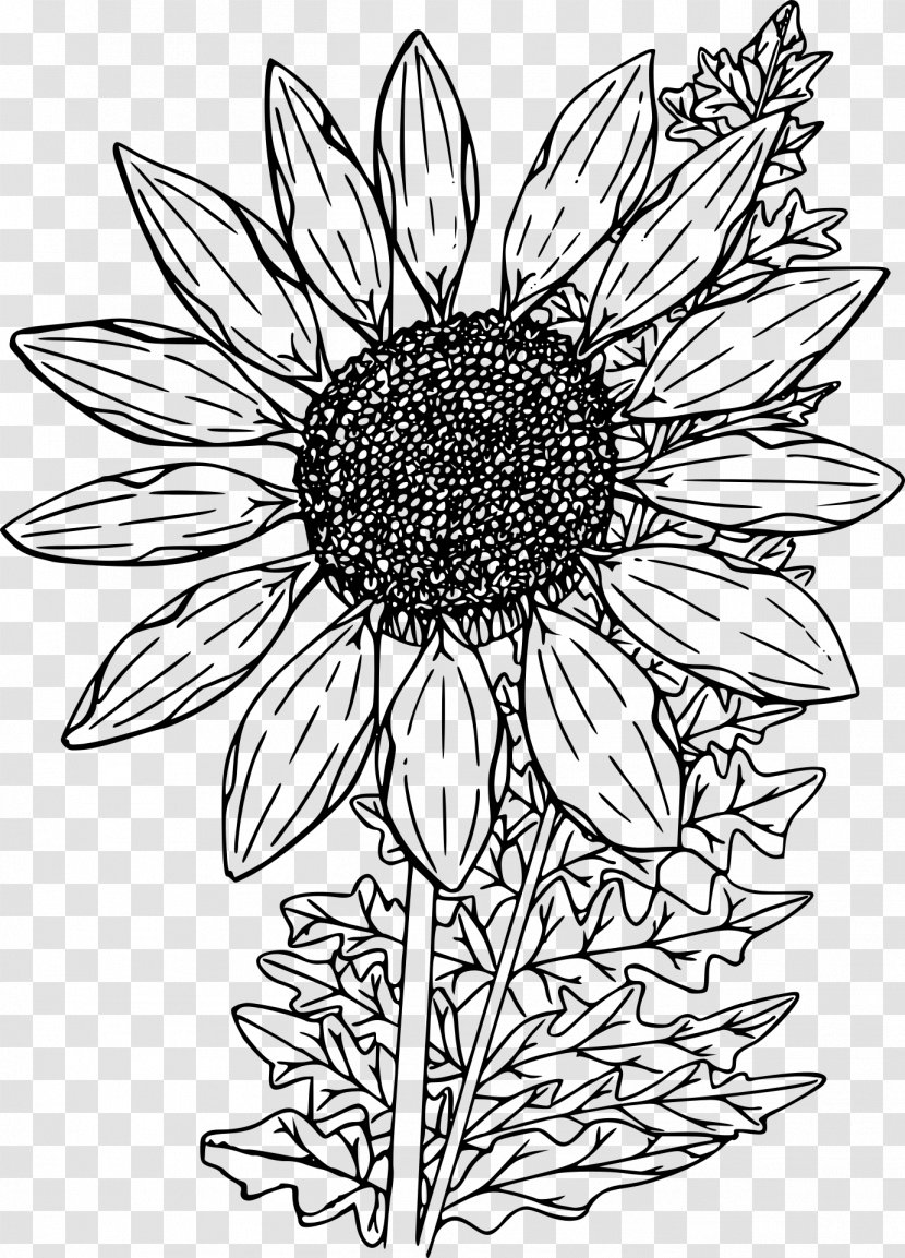 Coloring Book Drawing - Monochrome - Wild Flower Transparent PNG