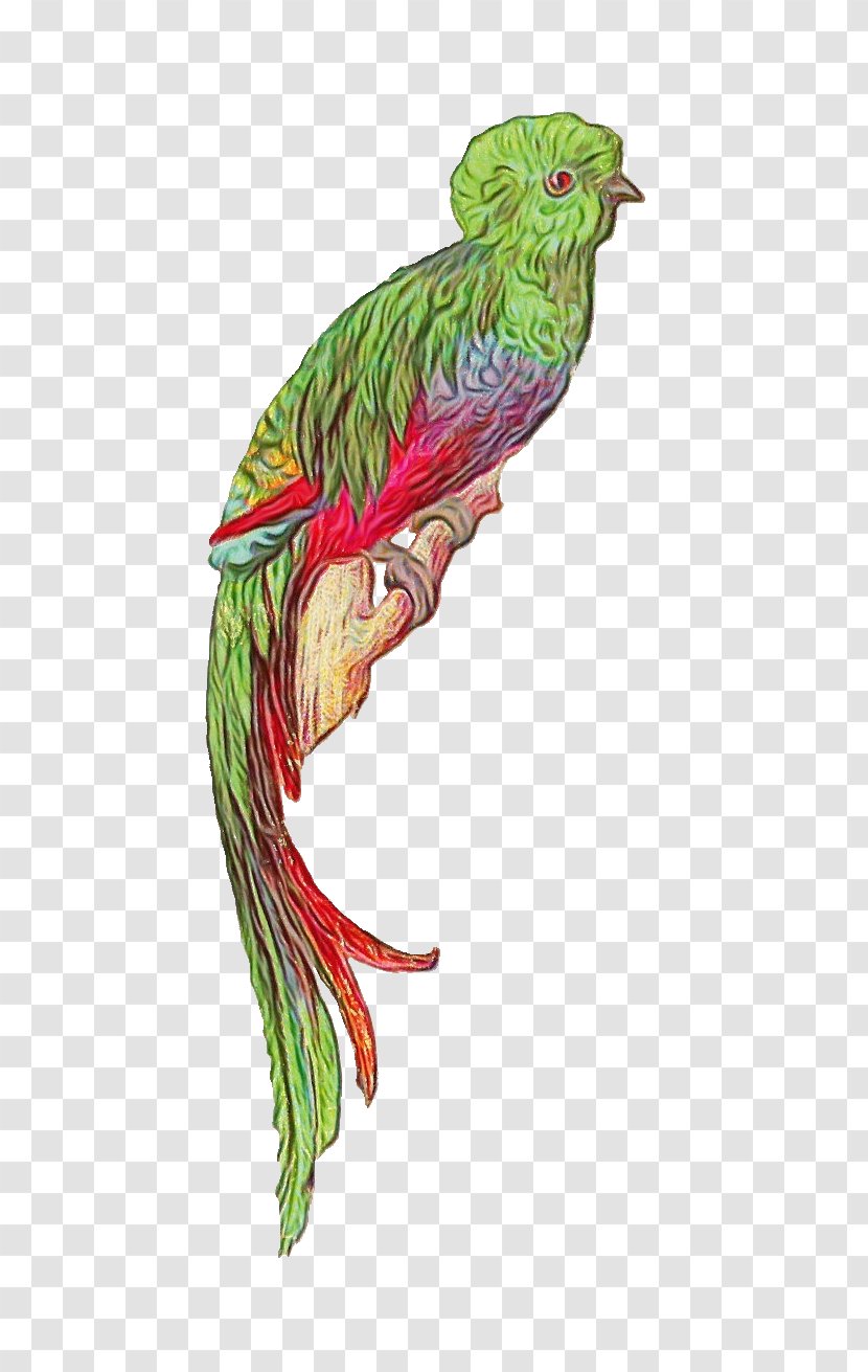 Quetzal Bird Beak Fictional Character - Wet Ink Transparent PNG