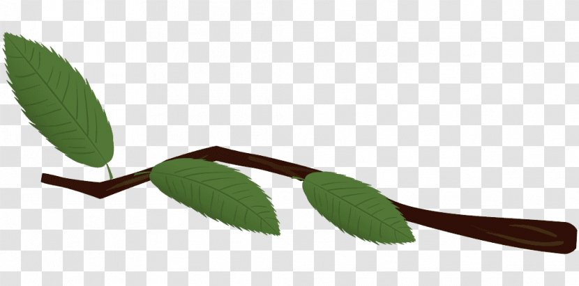 Leaf Plant Stem - T Word Transparent PNG