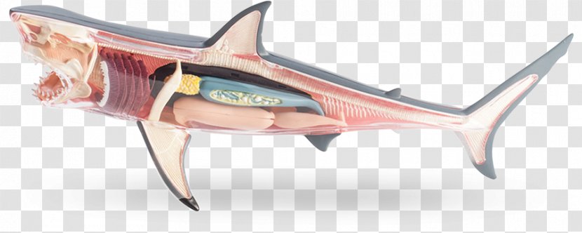 Requiem Sharks Great White Shark Anatomy - Frame Transparent PNG