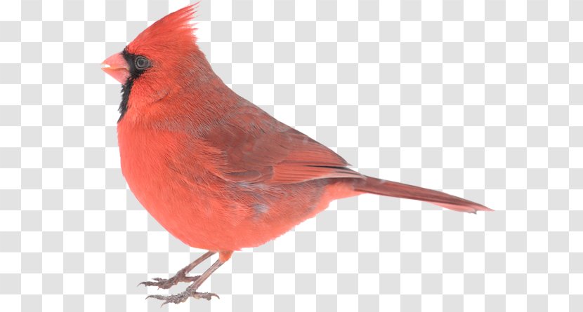 Northern Cardinal Creative Company Advertising - Finch - Birds Transparent PNG