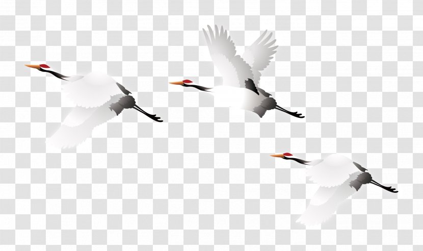 Crane Bird - Migration - Vector Transparent PNG