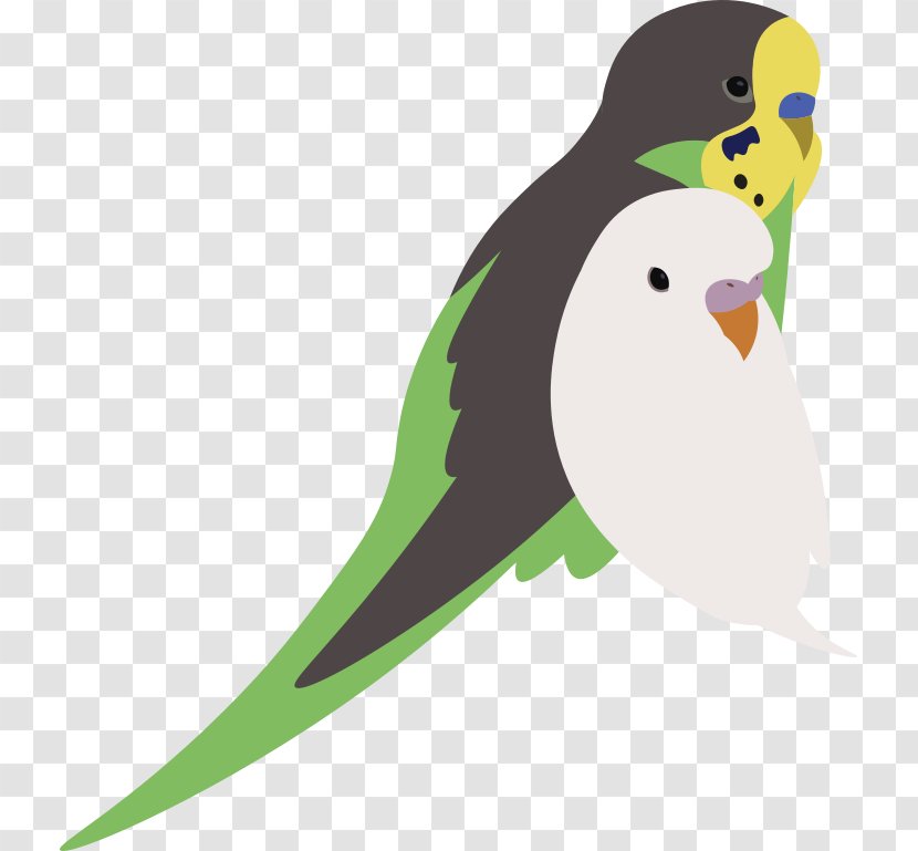 Parakeet Drawing Pet Clip Art - Ship Transparent PNG