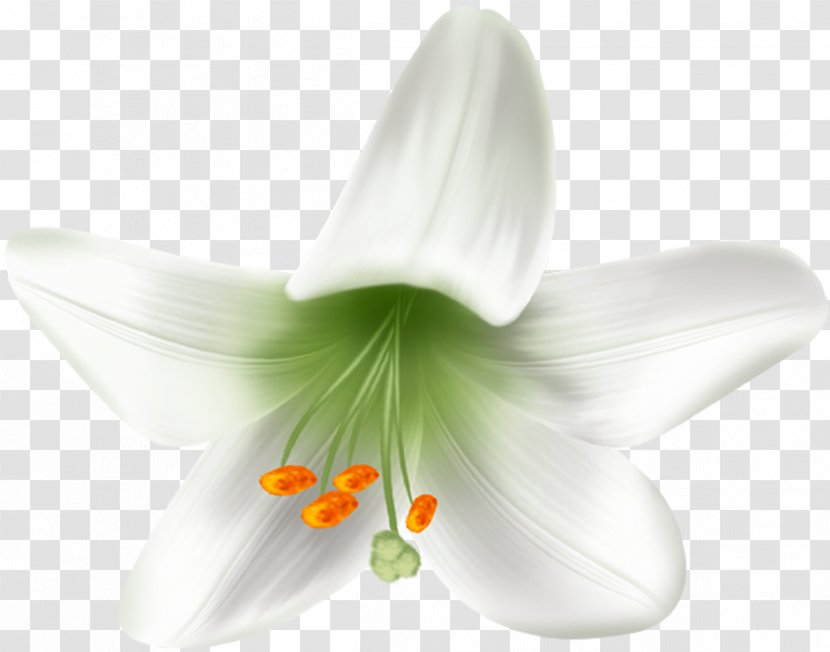 Lily M - Flower - 情人节玫瑰 Transparent PNG