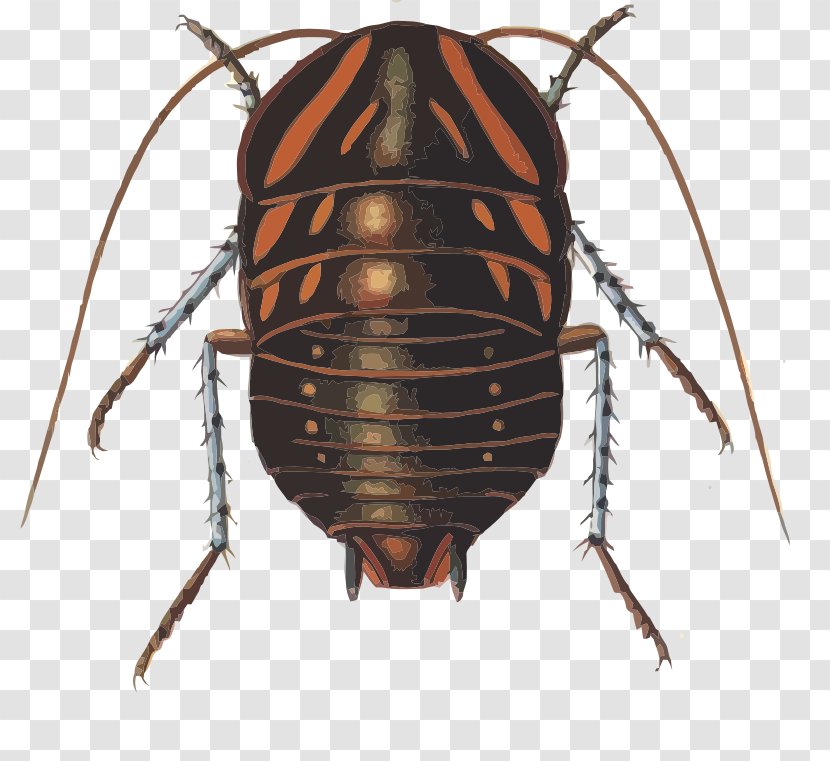 Cockroach Blattidae Dictyoptera Polyzosteria Mitchelli Blaberidae - Invertebrate Transparent PNG