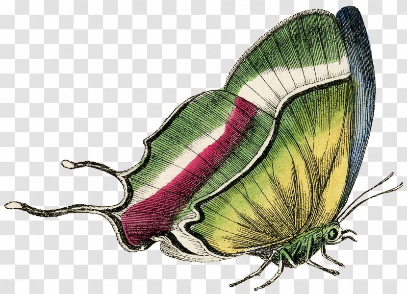 Butterfly - Cabbage Transparent PNG