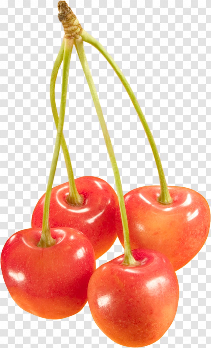 Sweet Cherry Cerasus Juice Berry - Fruit - Cherries Image Transparent PNG
