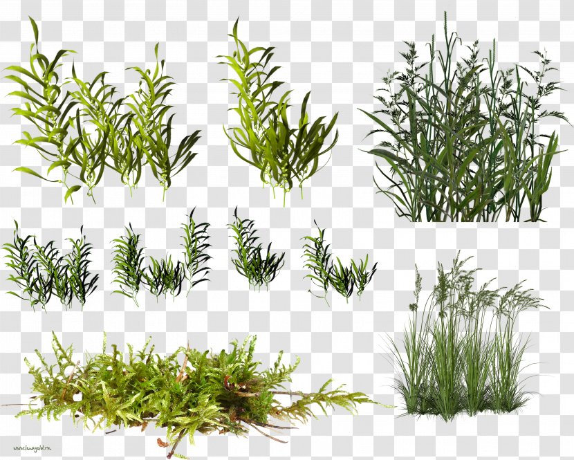 Herbaceous Plant Shrubland Clip Art - Aquatic Plants Transparent PNG
