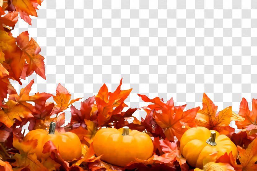 Leaf Autumn Plant Tree Sky - Vegetarian Food Deciduous Transparent PNG