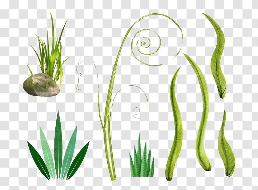 Grass Bamboo Clip Art - Green Transparent PNG