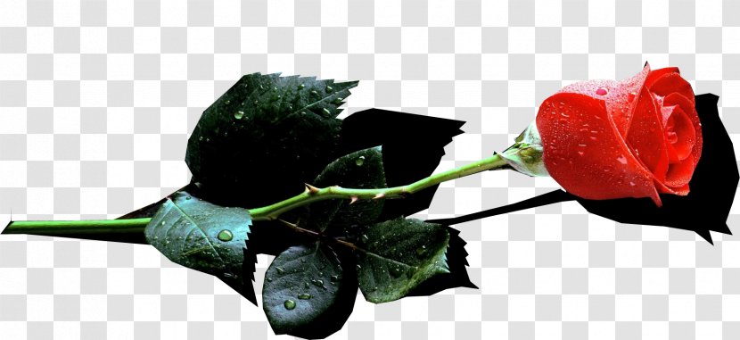 Garden Roses Leave The Ranks Of Superstitious And Cowardly Cut Flowers Bud - Rose Family Transparent PNG