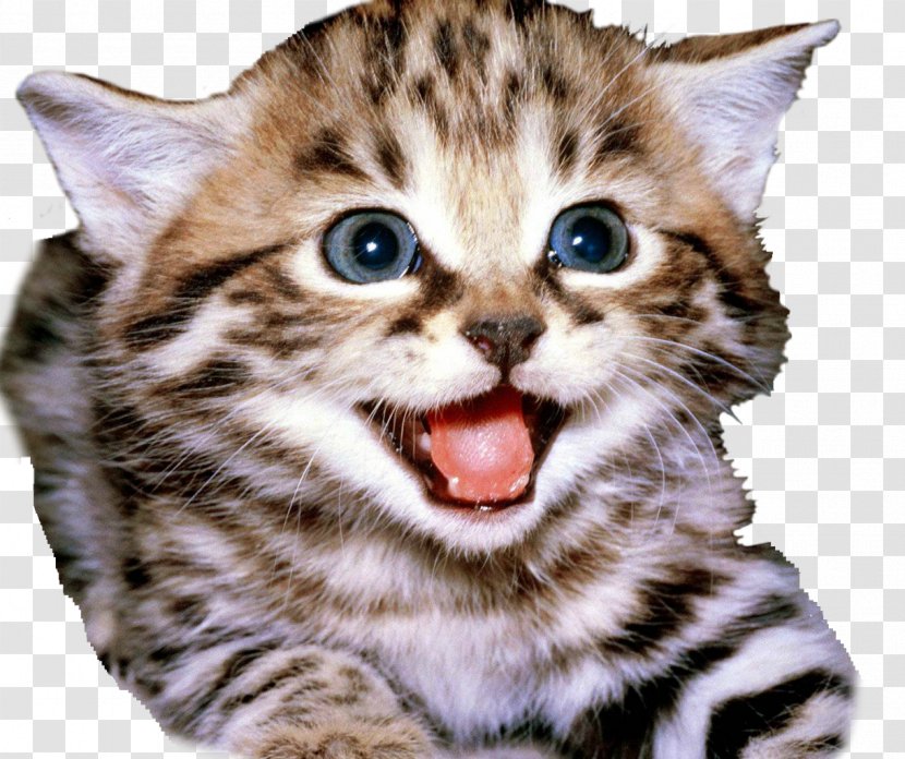 Kitten Lykoi Savannah Cat Manx Bengal - Domestic Short Haired - Chinchilla Transparent PNG