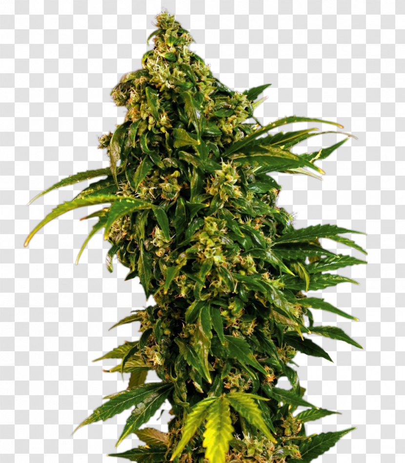 Marijuana Cannabis Sativa Skunk Seed Feminized - Jack Herer Transparent PNG