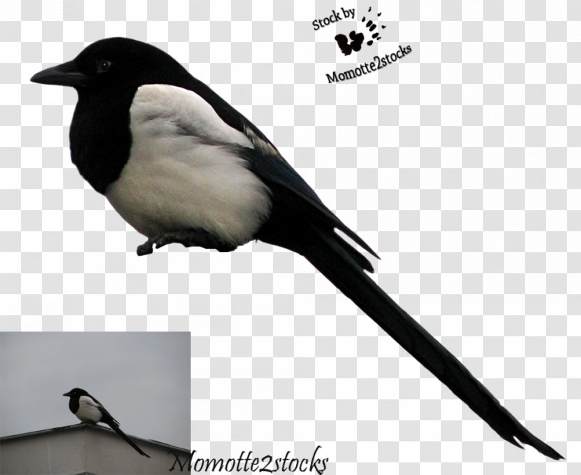 Songbird Eurasian Magpie Crows - Cut Transparent PNG