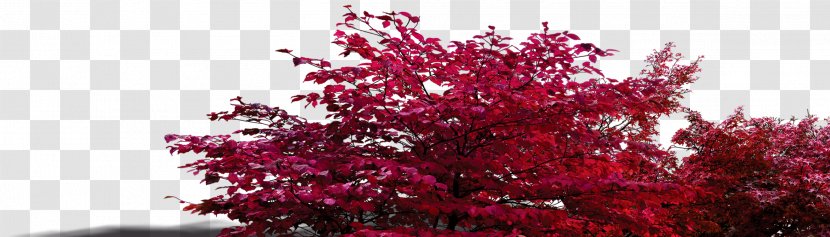 Shrub Tree Leaf Red - Floral Design - Bush Leaves Transparent PNG