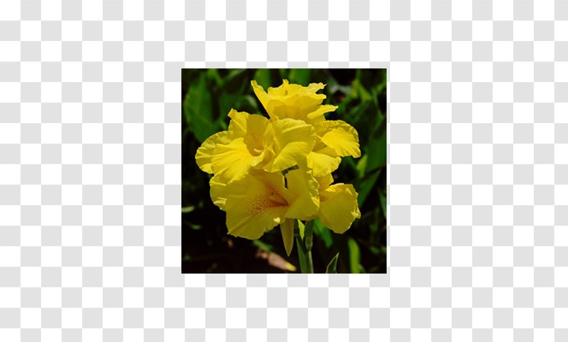 Narrow-leaved Sundrops Edible Canna 'Yellow King Humbert' Plant Bulb - Narrowleaved Transparent PNG