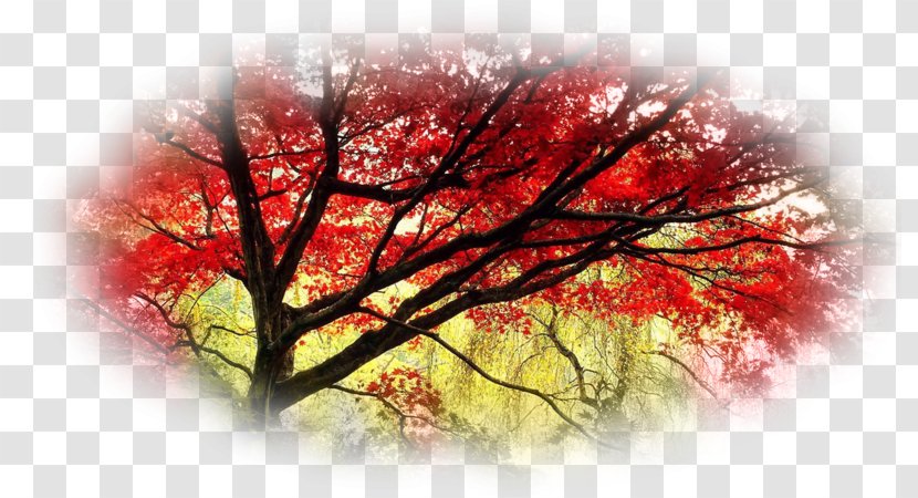 Japanese Maple Tree Desktop Wallpaper Garden - Weeping Willow - Japan Transparent PNG
