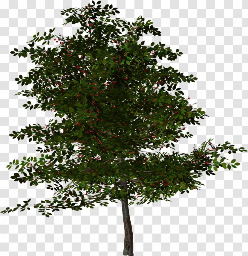 Tree Rendering Clip Art - Houseplant Transparent PNG