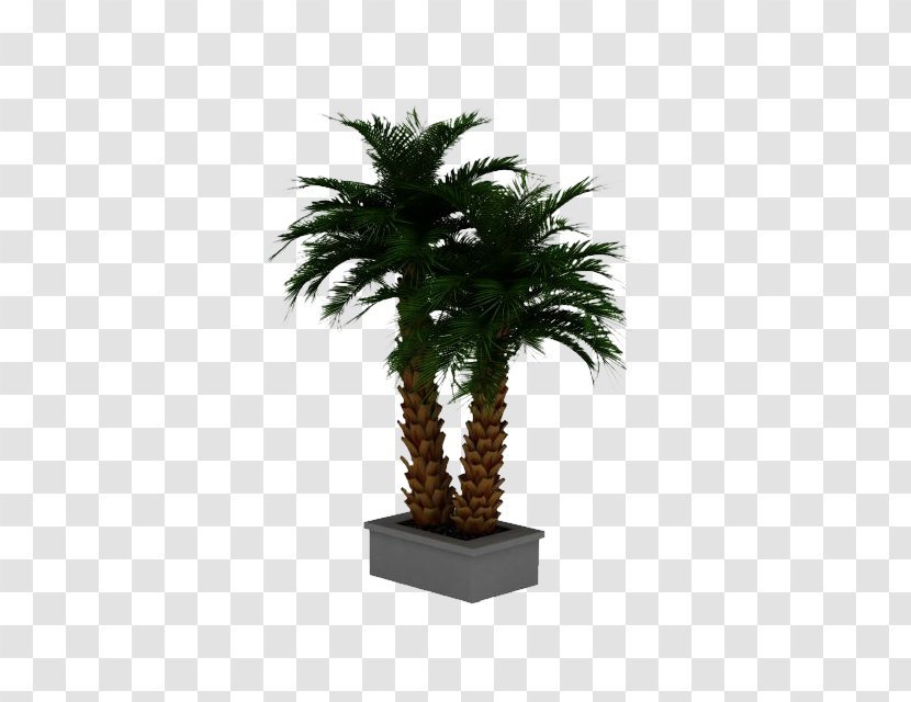 Date Palm Arecaceae 3D Computer Graphics Phoenix Roebelenii - Potted Tree 3d Model Transparent PNG