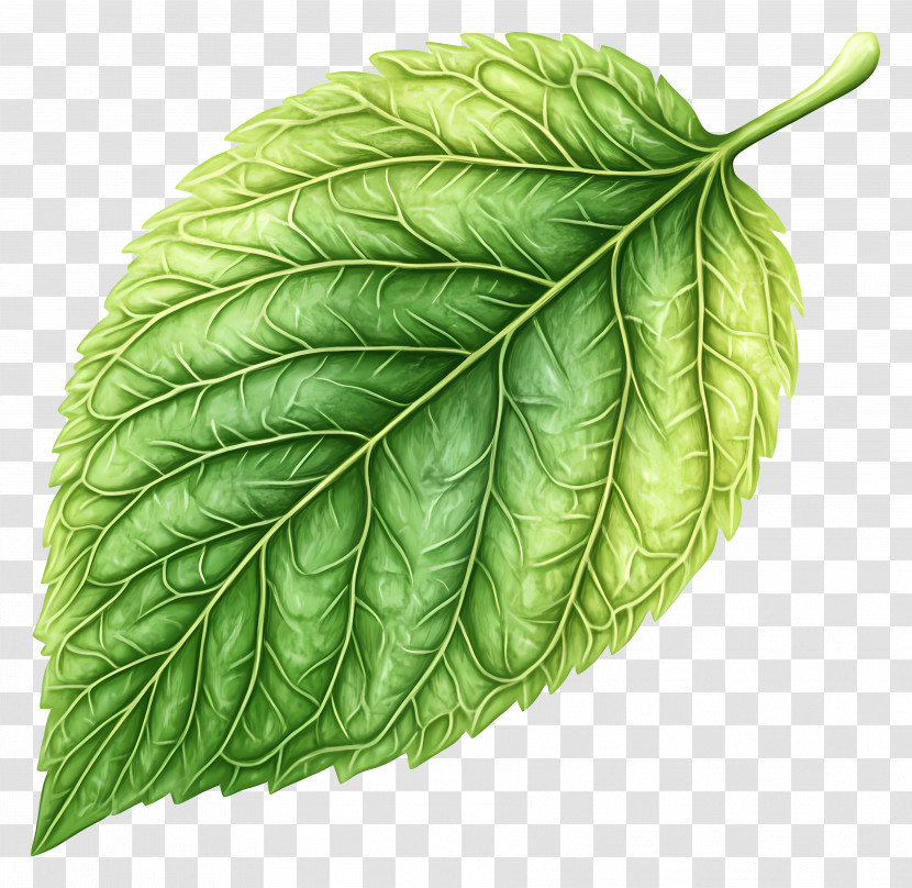 Green Leaf - Detailed Green Leaf Illustration Transparent PNG