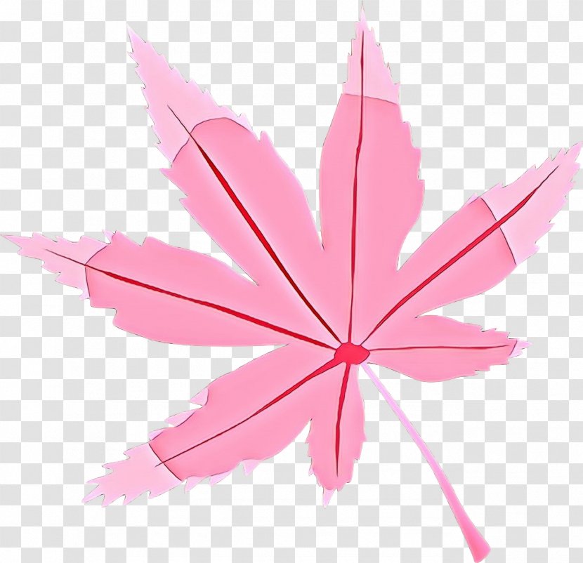 Pink Flower Cartoon - Maple Transparent PNG