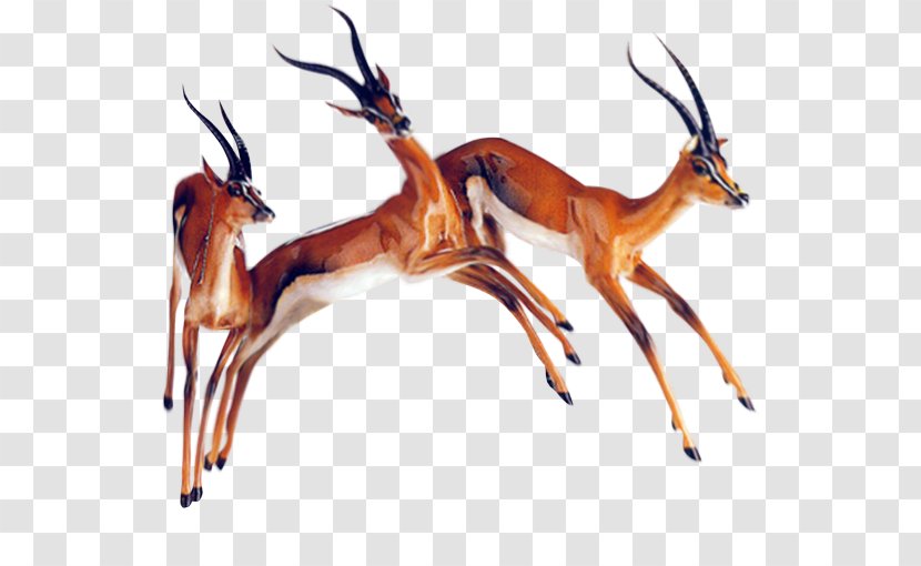 Deer Impala Animal - Antler Transparent PNG