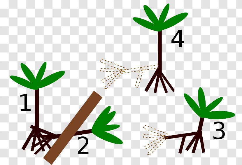 Socratea Exorrhiza Palm Trees Root Image Japanese Zelkova - Iriartea - Dunia Baru Pohon Transparent PNG
