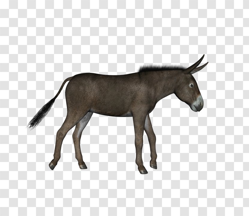 Hinny Donkey Animal - Mammal Transparent PNG