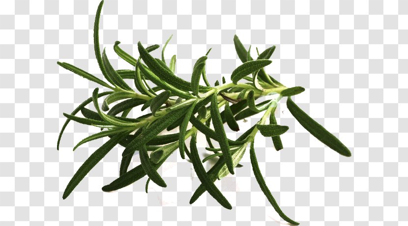 Dietary Supplement Summer Savory Herb Olive Oil Fish - Plant Stem Transparent PNG