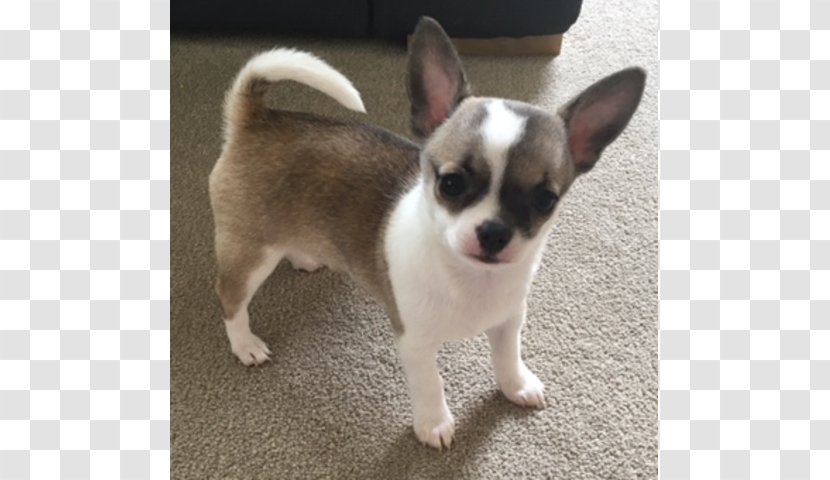 Corgi-Chihuahua Puppy Dog Breed Companion Transparent PNG