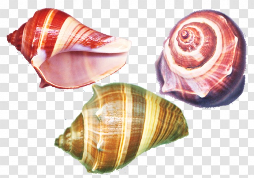 Seashell Sea Snail Conch - Colorful Material Transparent PNG