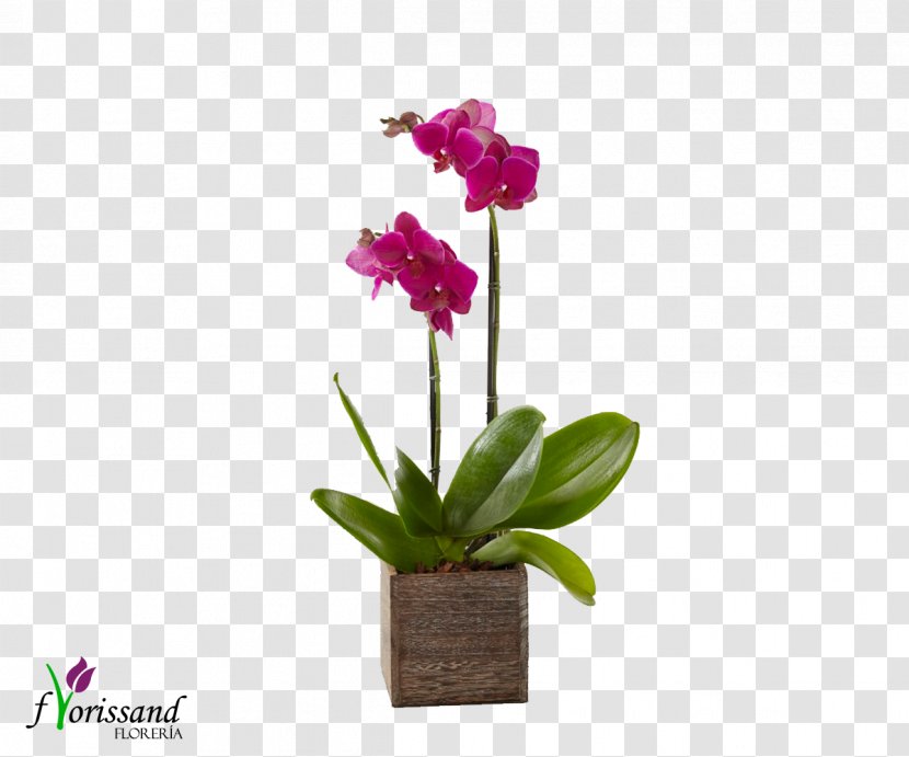 Moth Orchids Dendrobium Florist Of Larkspur - Plant Stem - Royal Fleur FlowerFlower Transparent PNG