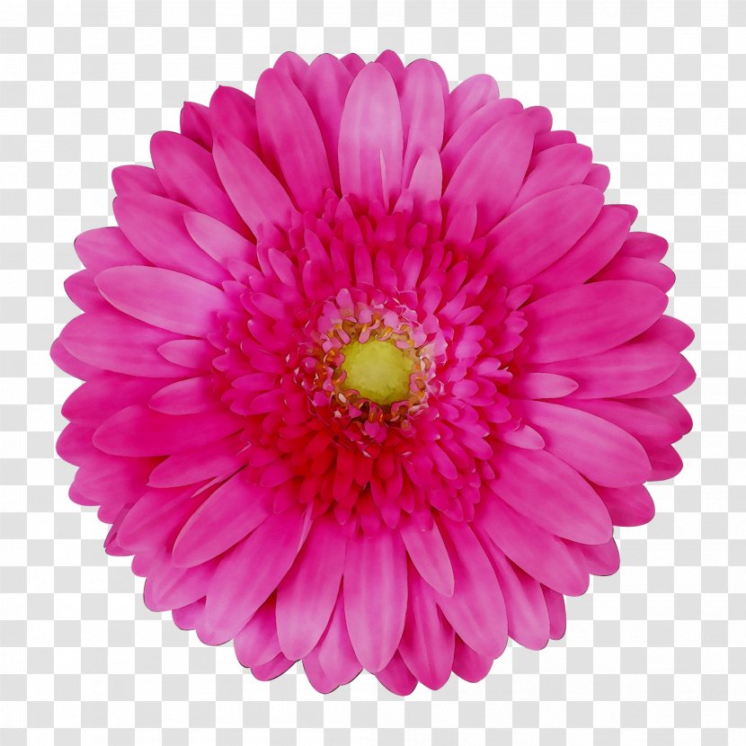 Vector Graphics Stock Illustration Royalty-free - Pink - Chrysanths Transparent PNG