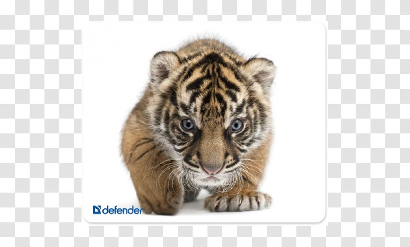 Felidae Cat Whiskers Tiger Cubs Baby Tigers - Mammal Transparent PNG