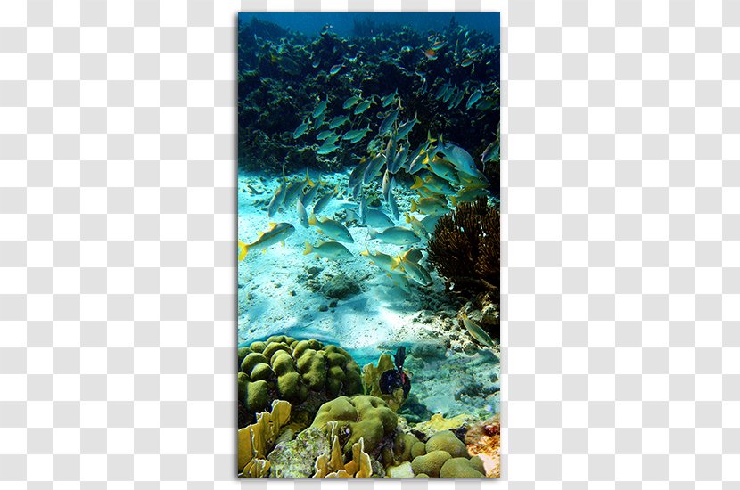 Klein Bonaire Kralendijk Coral Reef Geologie Van National Marine Park - Ecosystem - Sea Transparent PNG