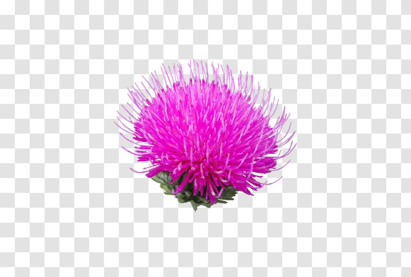 Milk Thistle Flower Poppy - Violet - Purple Dandelion Transparent PNG