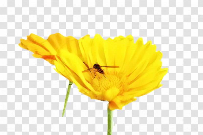 Bee Cartoon - Daisy Family - Insect Plant Stem Transparent PNG