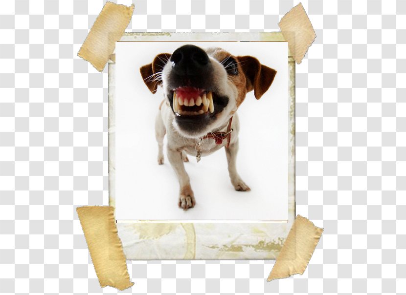 Zen Dog Pet Boutique Jack Russell Terrier Cat Grooming Aggression - Bite - Russel Transparent PNG