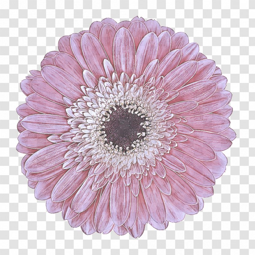 Barberton Daisy Flower Gerbera Pink Petal - Flowering Plant - Family Transparent PNG