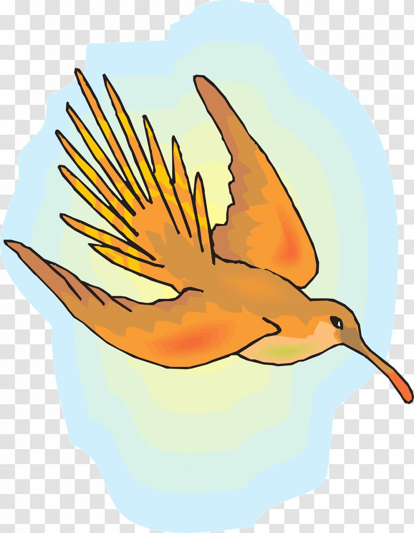 Hummingbird Flight - Fundal - Flying Bird Transparent PNG