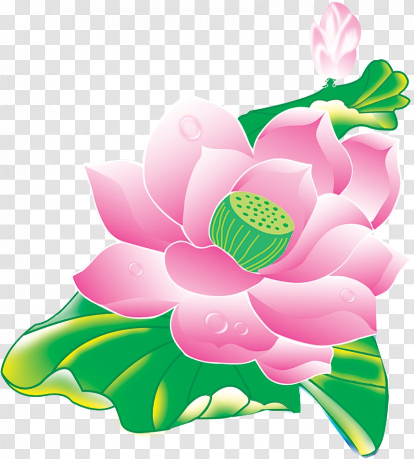 Nelumbo Nucifera Flower Lotus Effect Transparent PNG