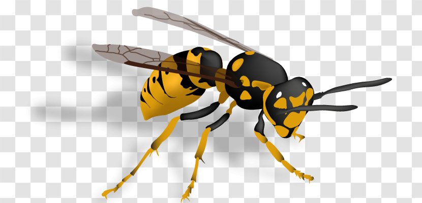 Hornet Bee Insect Vespula Wasp - Pollinator - Trap Transparent PNG