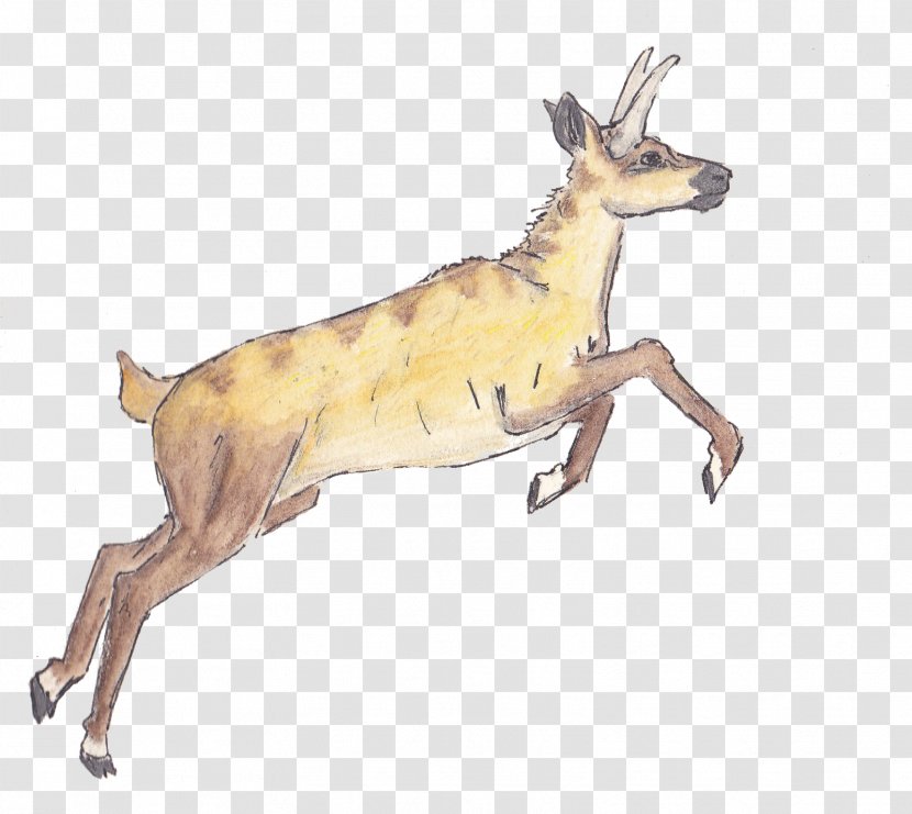 Reindeer Macropodidae Dog Antelope Mammal - Deer Transparent PNG
