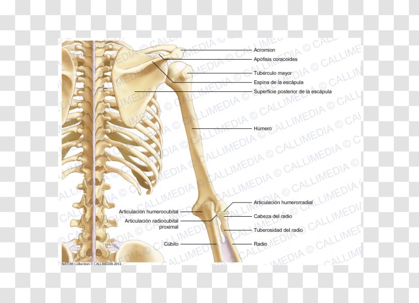 Ulnar Nerve Bone Shoulder Arm Anatomy - Flower Transparent PNG
